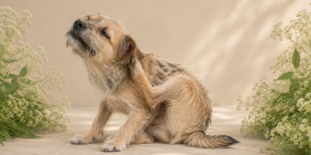 Scruffy terrier mid-scratch, head tilted back — persistent itchy skin
